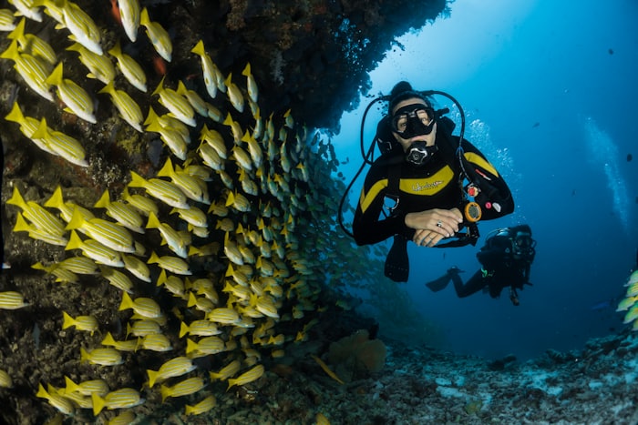 Scuba diver swimming beside a school of yellow fish